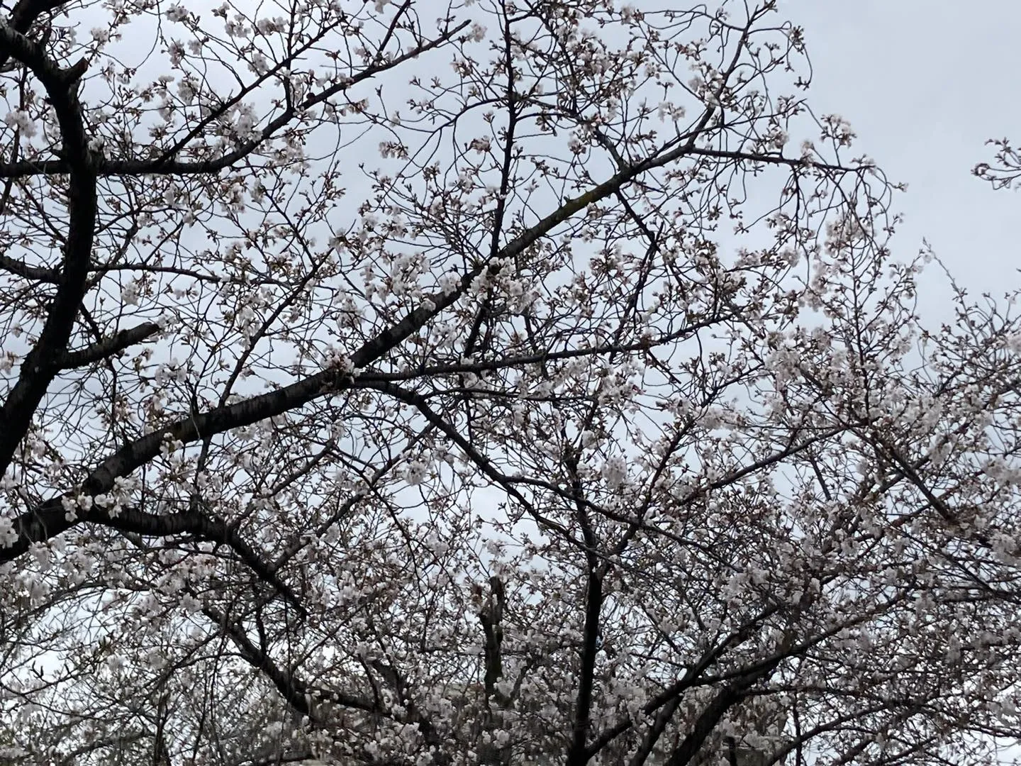 桜ノ宮の桜がキレイに咲き誇ってる🌸